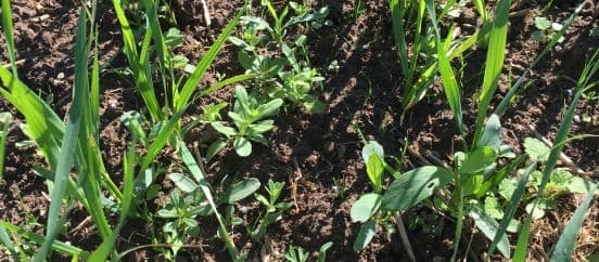 Suvivilja umbrohutõrje