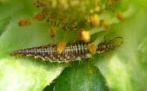 Chrysoperla carnea