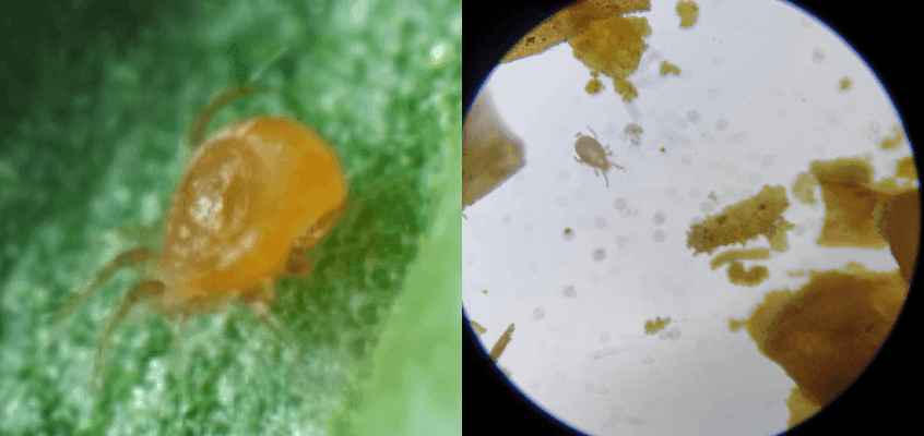 Punase kedriklesta bioloogiline tõrje