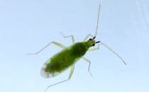 Macrolophus pygmaeus