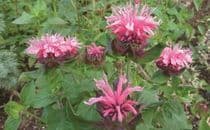 Bergamot Horizon Mix