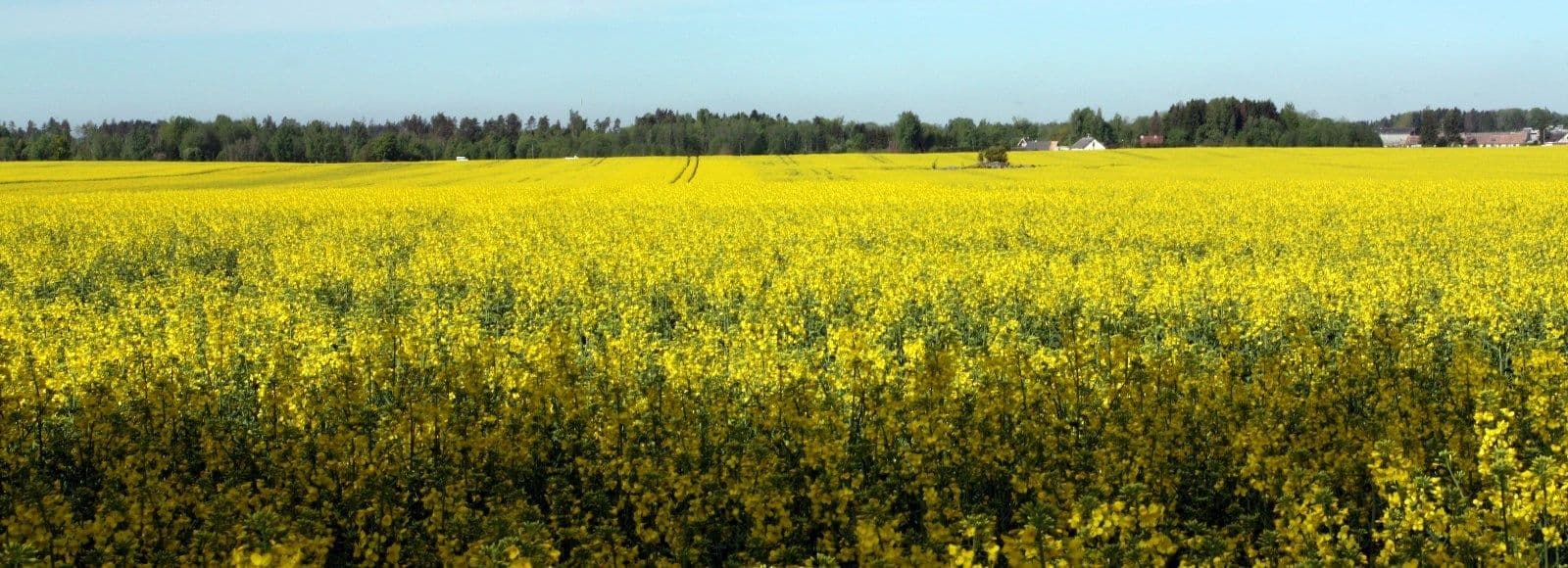 Talirapsi täiendväetamine mullaherbitsiidiga
