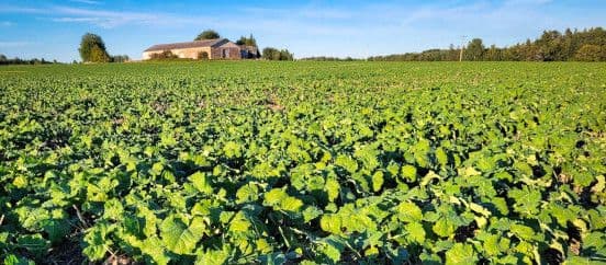 Talirapsi täiendväetamine kasvureguleerimisel