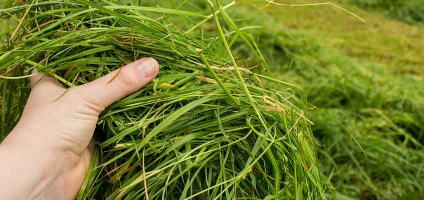 Rohumaa rajamine suvel