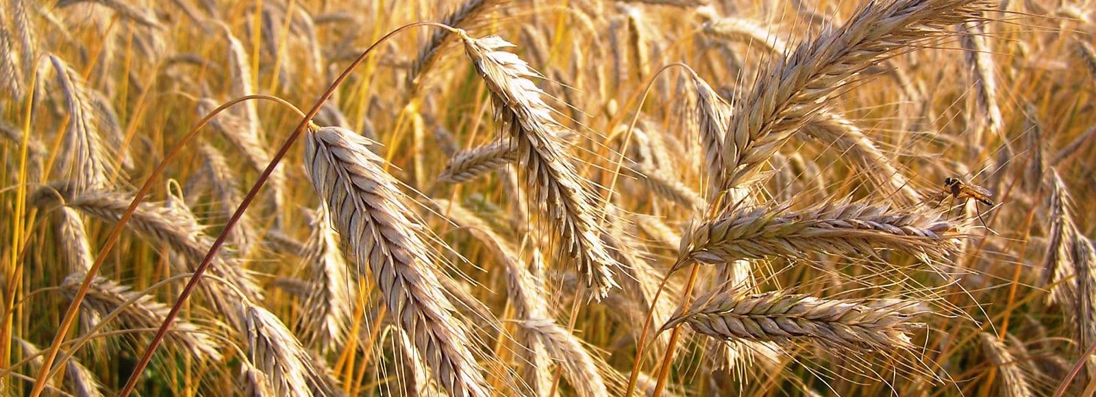 Taliteraviljade külv