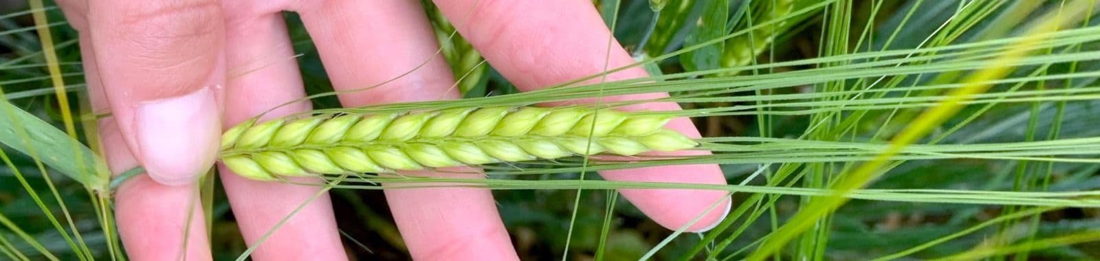 Vaskkelaadiga täiendväetamine