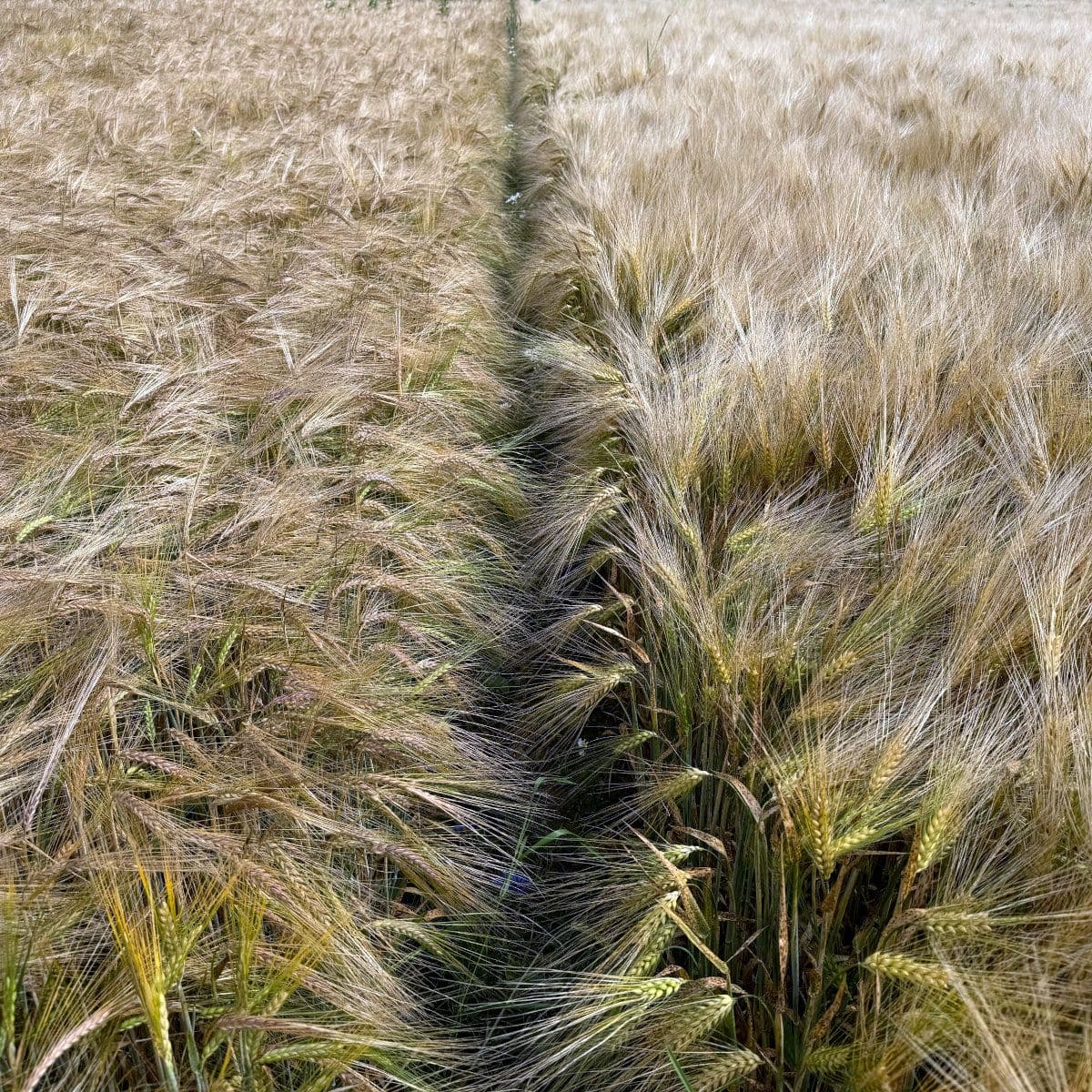 Taliodra sordivõrdluskatse