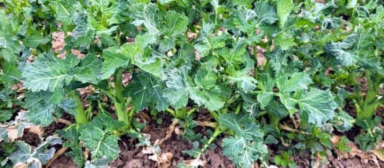 Talirapsi väetamine kaaliumiga