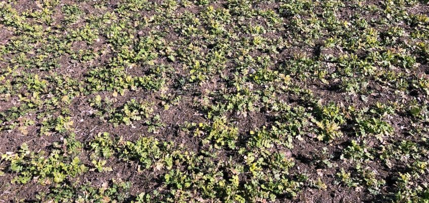 Sügisene täiendväetamine