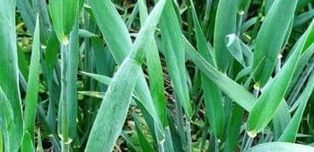 P ja K kevadstressi vastu