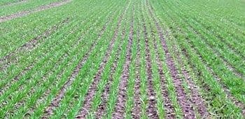 Taliteraviljade herbitsiidid