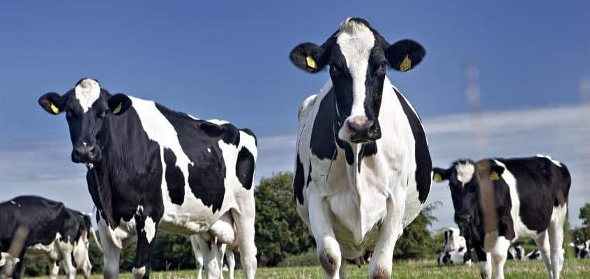 Vilomixi pangemineraalide võrdlus