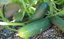 Corentine