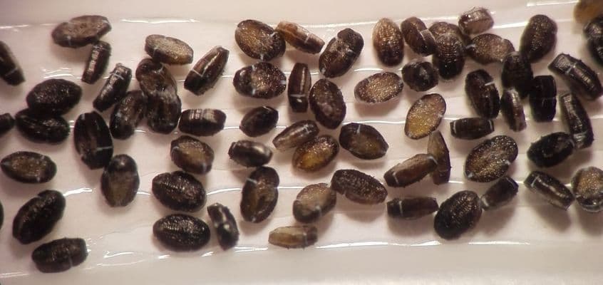 Kasvuhoonekarilaste bioloogiline tõrje