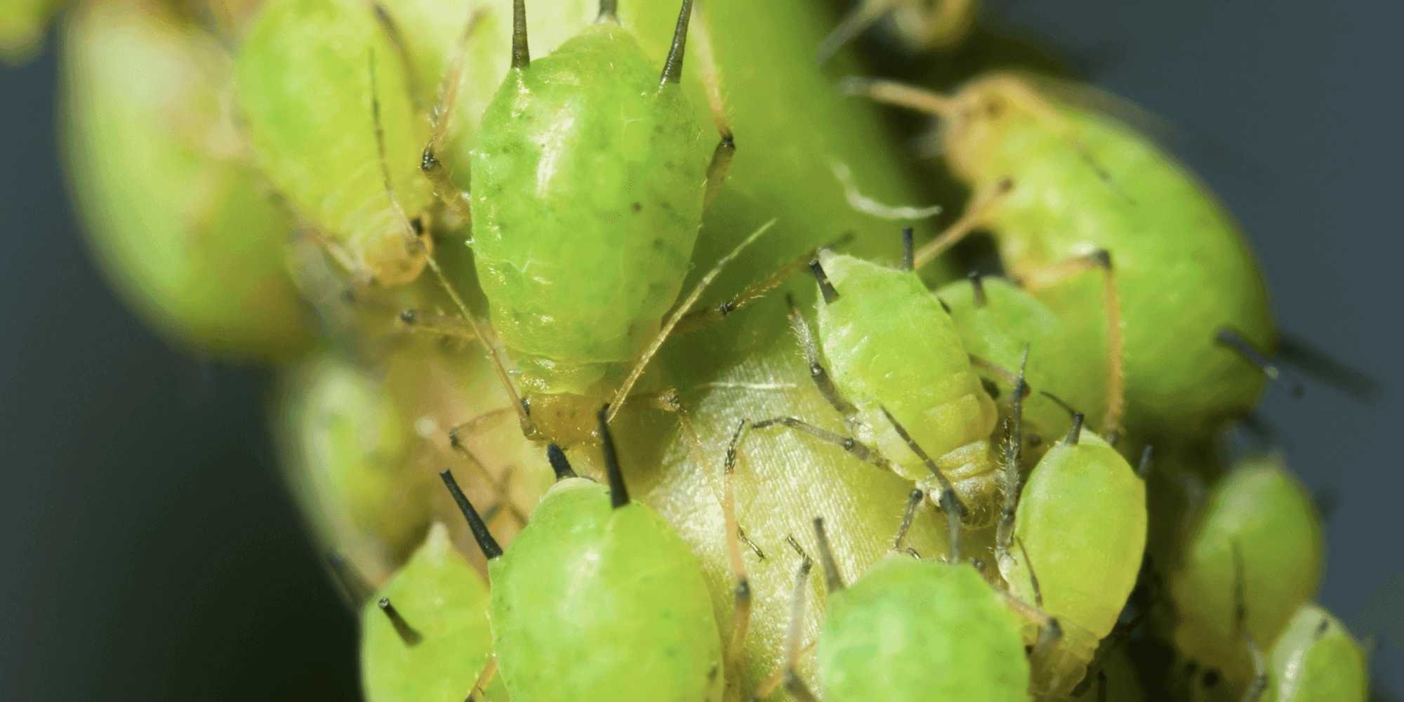 Lehetäide bioloogiline tõrje