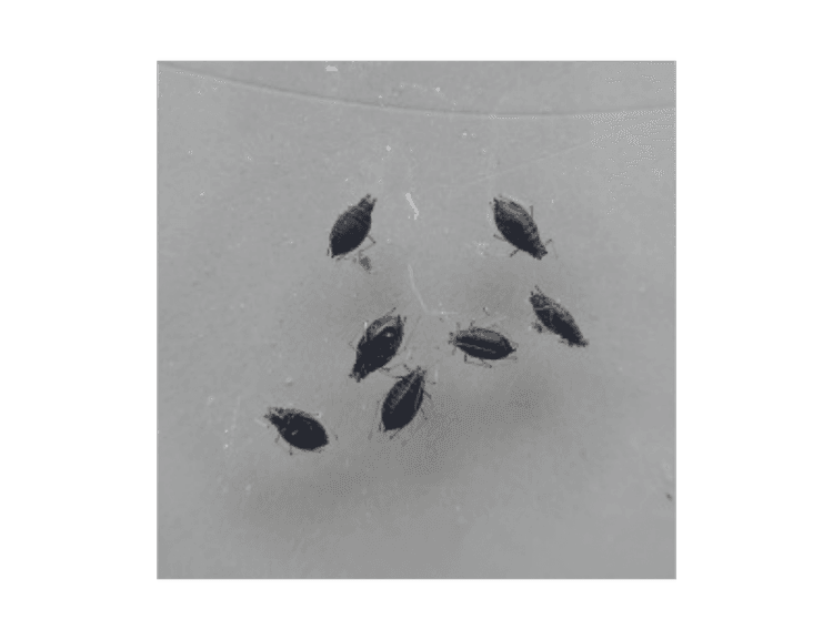 Aphelinus abdominalis