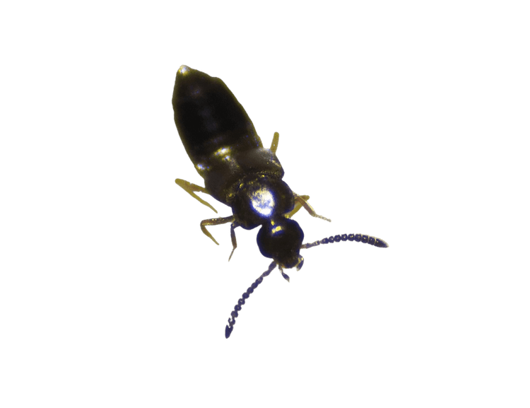 Atheta coriaria