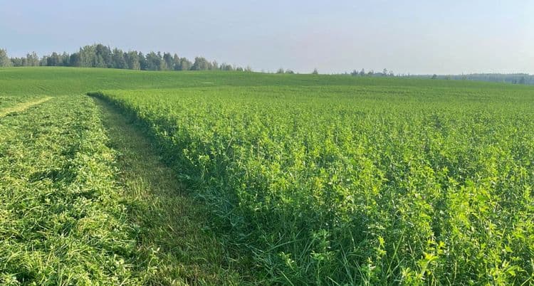 Baltic Agro lutserni segu background