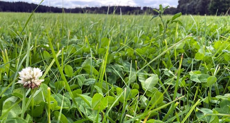 Baltic Agro valge ristiku segu background