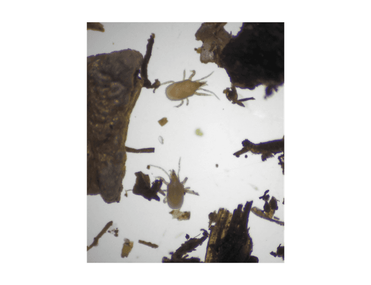 Hypoaspis miles