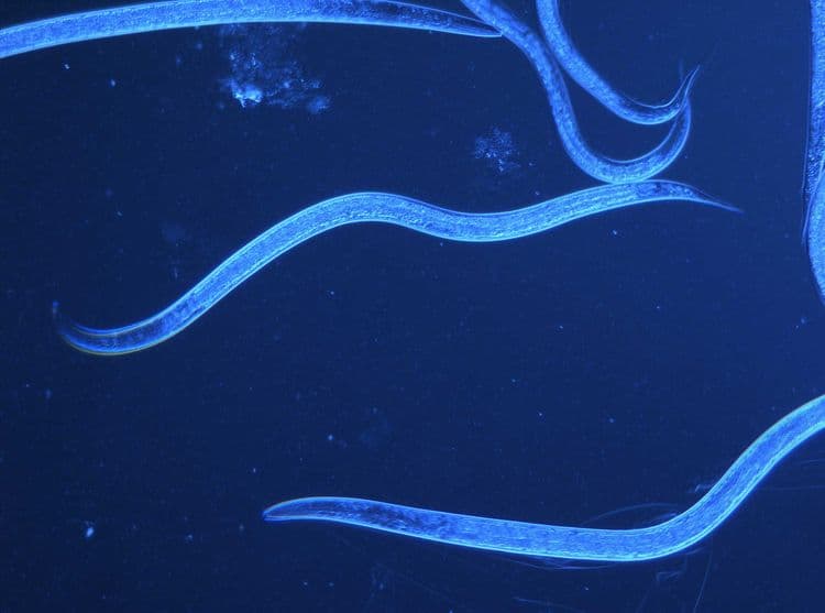 Steinernema feltiae