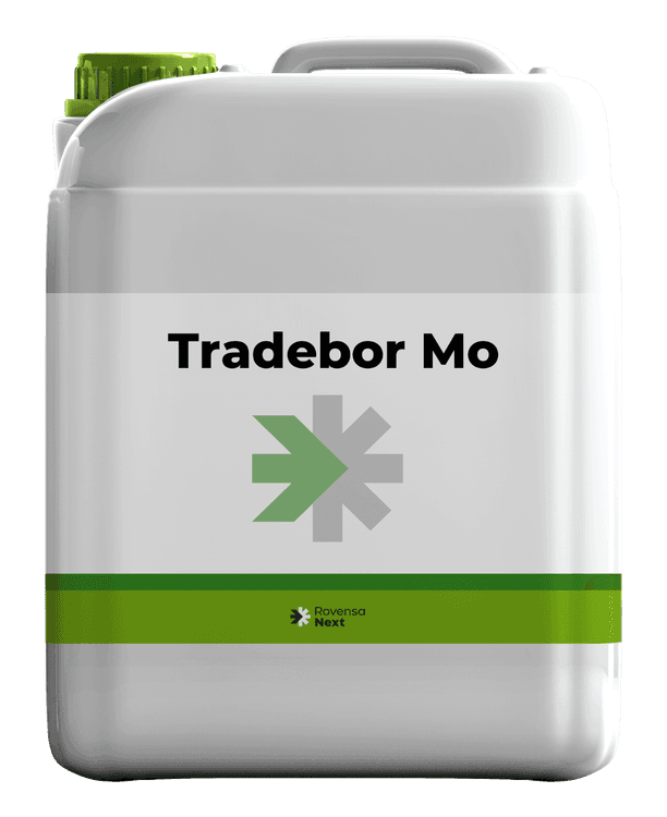 Tradebor Mo background