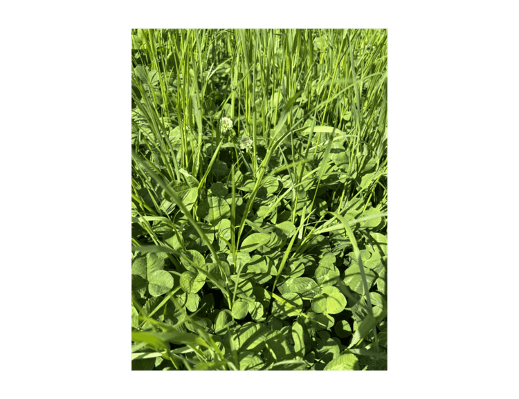 Baltic Agro valge ristiku segu 'TOBBY'