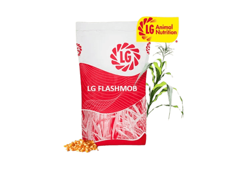 LG Flashmob