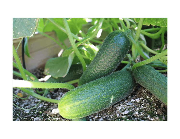 Corentine