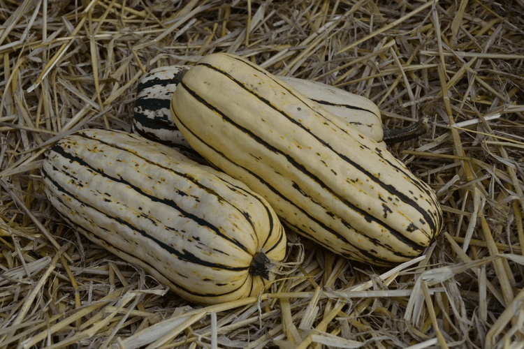 Bush Delicata