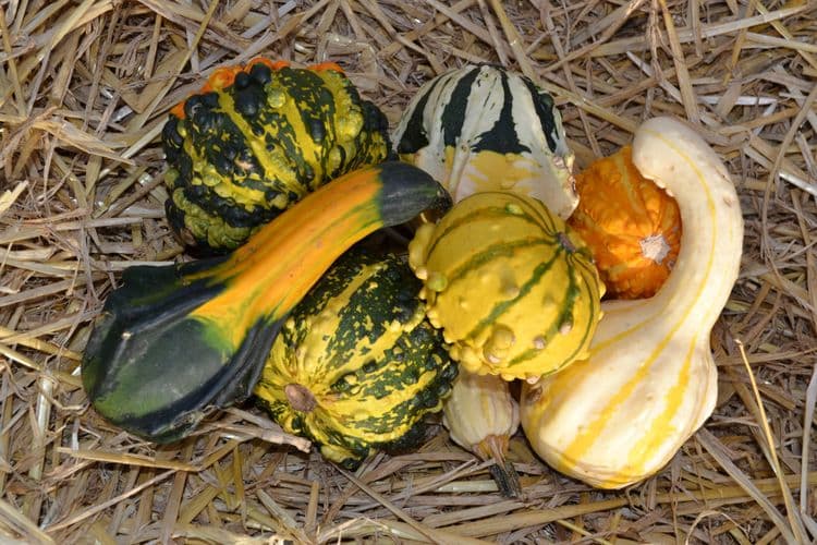 Special Gourd Mix