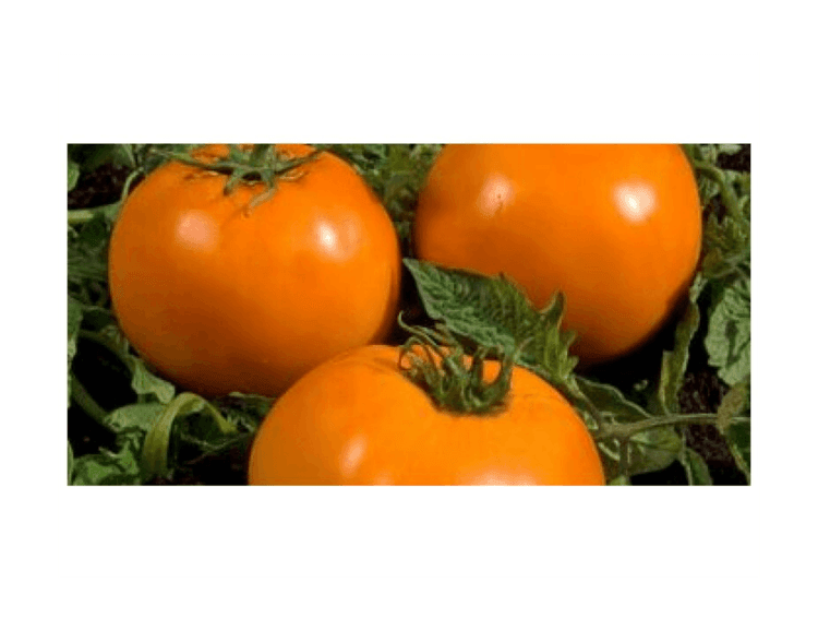 Orange Queen