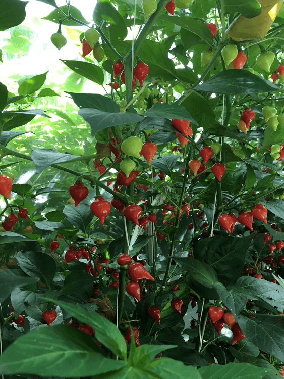 Biquinho Red