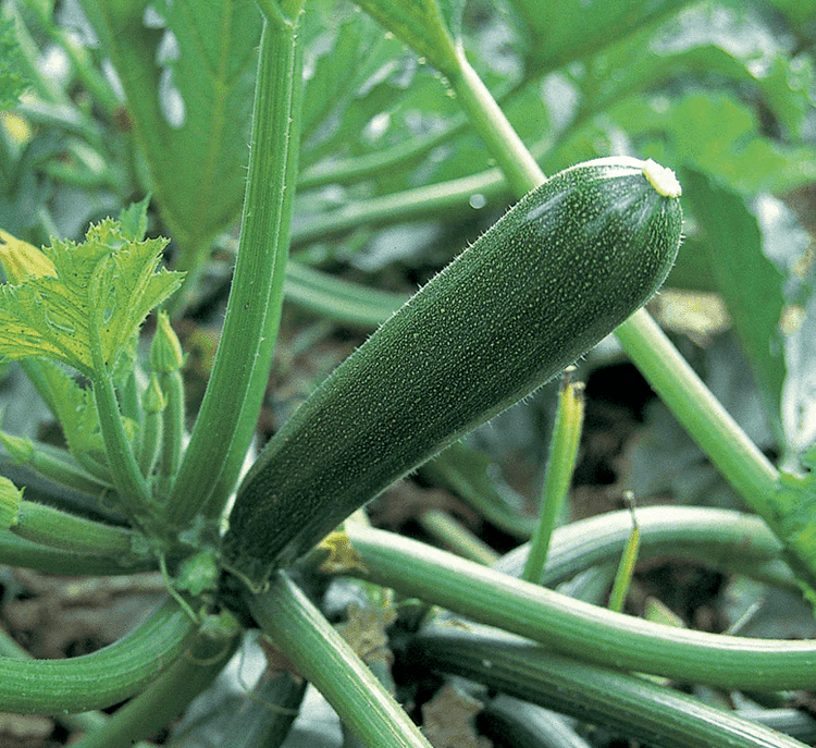 Cora