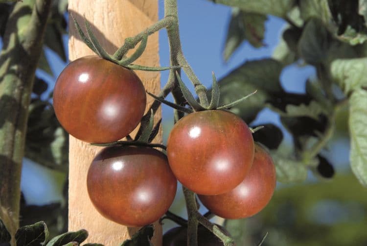 Black Cherry