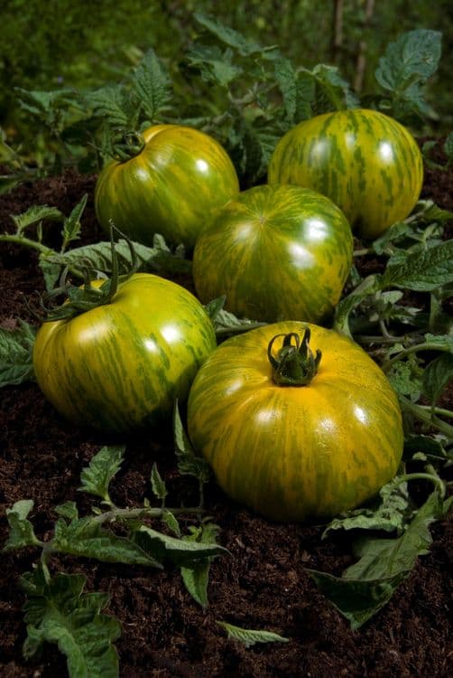 Green Zebra