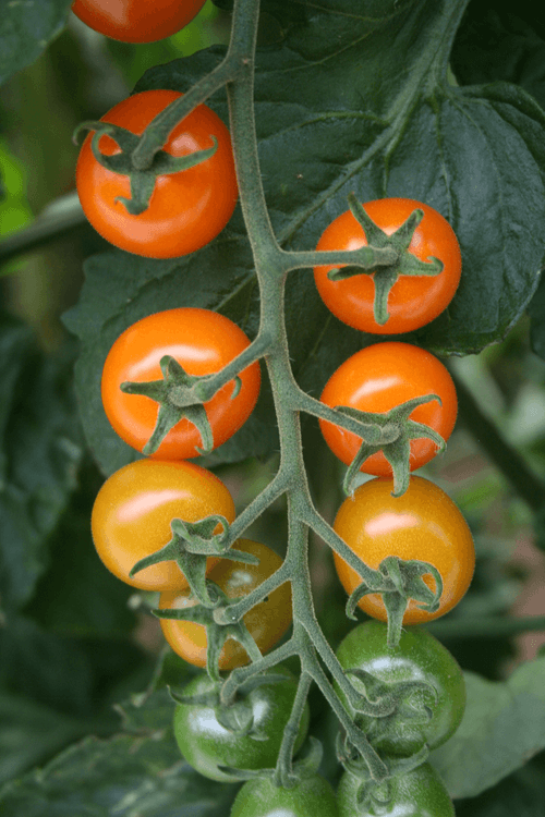 Golden Cherry