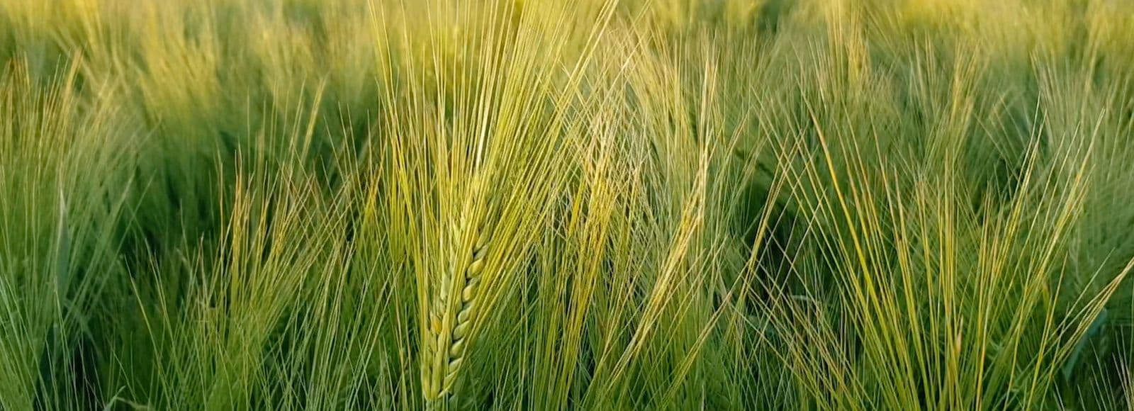 Talioder külvikorras