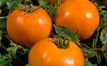 Orange Queen