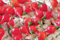 Biquinho Red