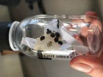 Exochomus quadripustulatus 