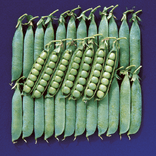 Avola