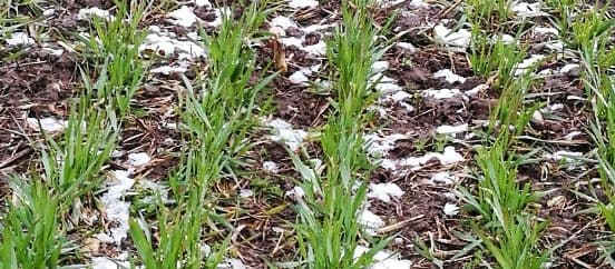 Kevadine Ruter AA talinisul