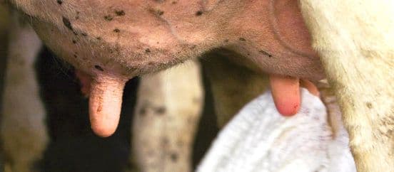 Udarapõletike tõrje