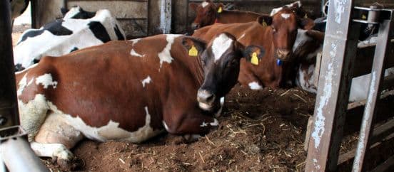 Lüpsihügieen tagab kvaliteetse piima