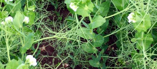 Uba ja hernes kevadel