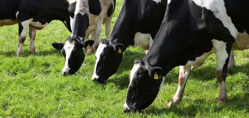 Karjatamisperioodi söötmine