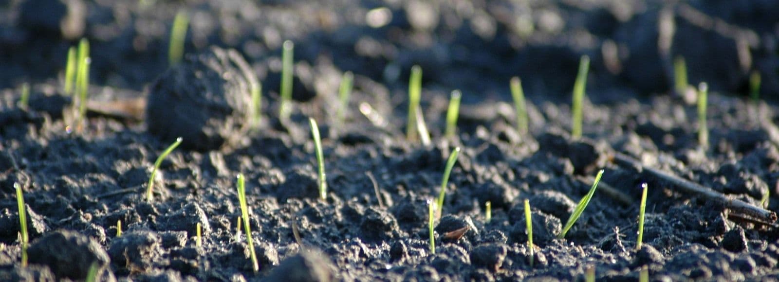 Talivilja tööd kevadel