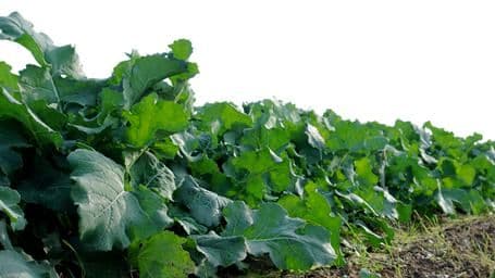 Ristõieliste nuuter