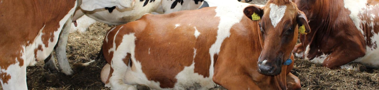 Üleminekuperioodi söötmine